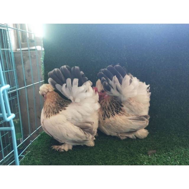 泰国矮脚鸡白桂鸡矮脚鸡种蛋观赏鸡种蛋受精蛋可孵化元宝鸡宠物鸡,淘宝优惠券,粉丝福利购,淘宝优惠卷