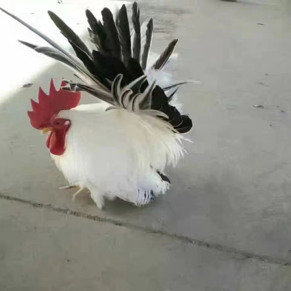 泰国矮脚鸡白桂鸡矮脚鸡种蛋观赏鸡种蛋受精蛋可孵化元宝鸡宠物鸡,淘宝优惠券,粉丝福利购,淘宝优惠卷