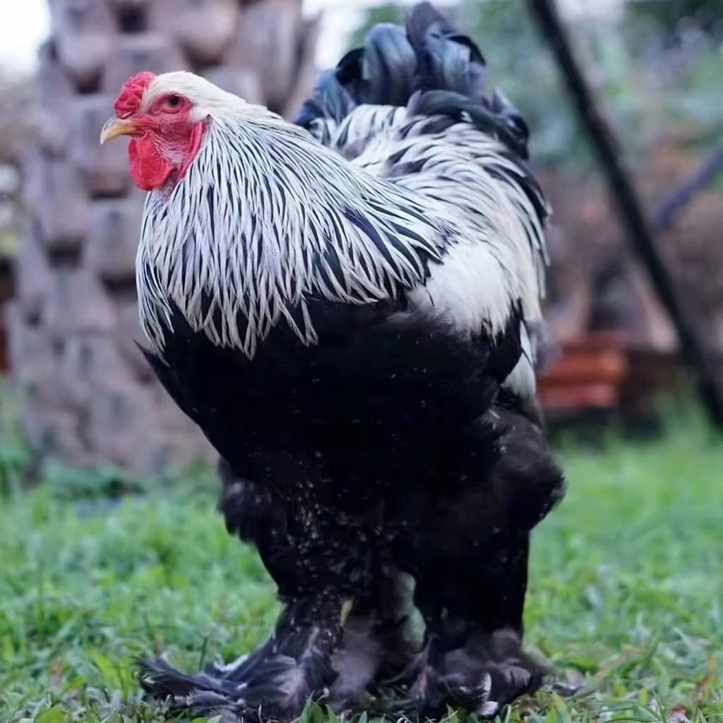 巨型婆罗门鸡活苗纯种婆罗门鸡受精种蛋梵天鸡种蛋巨鸡宠物受精蛋,淘宝优惠券,粉丝福利购,淘宝优惠卷