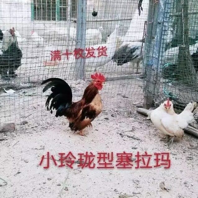 塞拉玛元宝鸡受精种蛋宠物鸡观赏鸡矮脚鸡小体型马来西亚玲珑鸡,淘宝优惠券,粉丝福利购,淘宝优惠卷