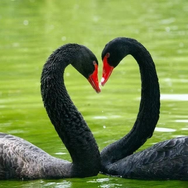 黑白天鹅观赏种蛋黑白天鹅蛋可孵化种蛋受精天鹅种蛋黑白天鹅活体,淘宝优惠券,粉丝福利购,淘宝优惠卷