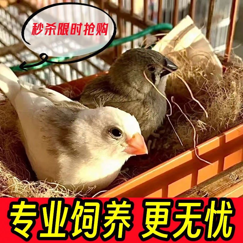 小珍珠鸟宠物鸟灰白鸟七彩鸟灰白珍珠活鸟萌宠物鸟一对可繁殖,淘宝优惠券,粉丝福利购,淘宝优惠卷