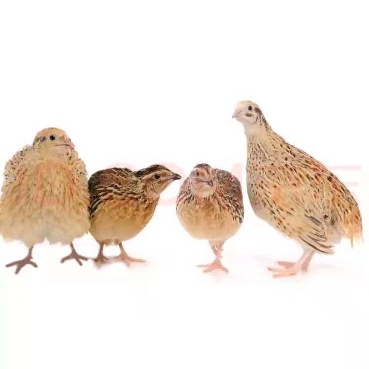 鹌鹑活苗下蛋鸟青年鹌鹑鸟种鸡繁殖宠物鸟鹌鹑活苗阳台养殖鸡包活,淘宝优惠券,粉丝福利购,淘宝优惠卷