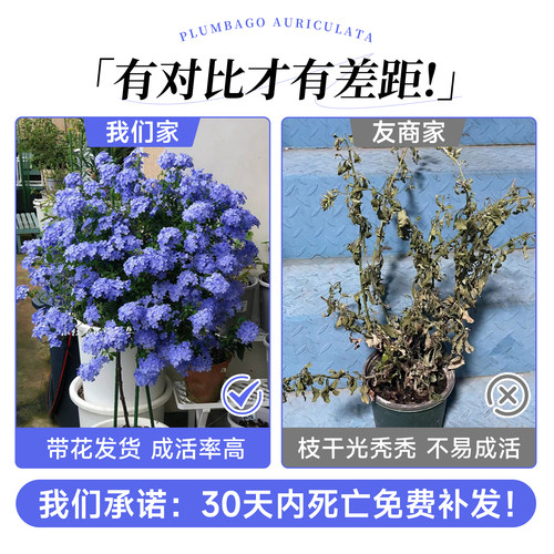 婉芳蓝雪花苗盆栽阳台带花观花耐热好养植物花园庭院爬藤攀援花 - 图2