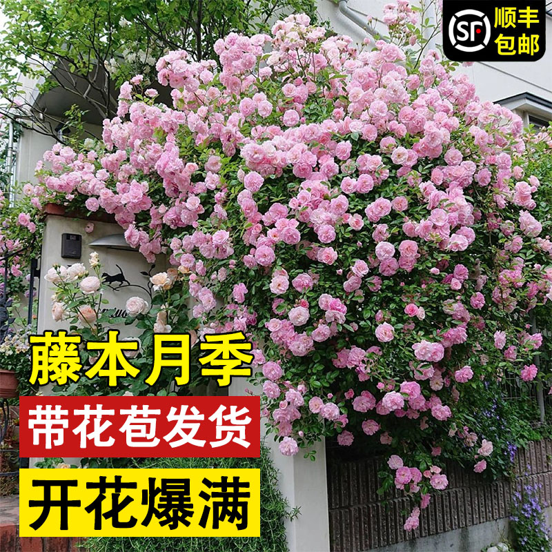 粉龙藤本月季花苗蒂娜浓香庭院植物阳花卉盆栽玫瑰爬藤蔷薇四季开-图2