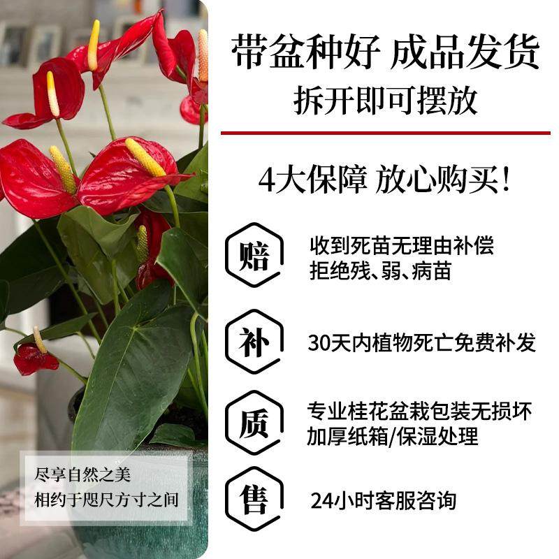 红掌盆栽带花室内绿植桌面水培植物鸿运当头年宵花特大盆白掌好养,淘宝优惠券,粉丝福利购,淘宝优惠卷