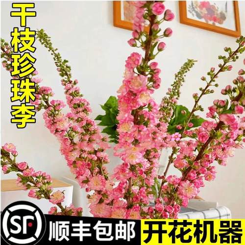 婉芳珍珠李樱花雪柳鲜枝龙柳室内好养水培植物水养桃花枝梅花开花 - 图1