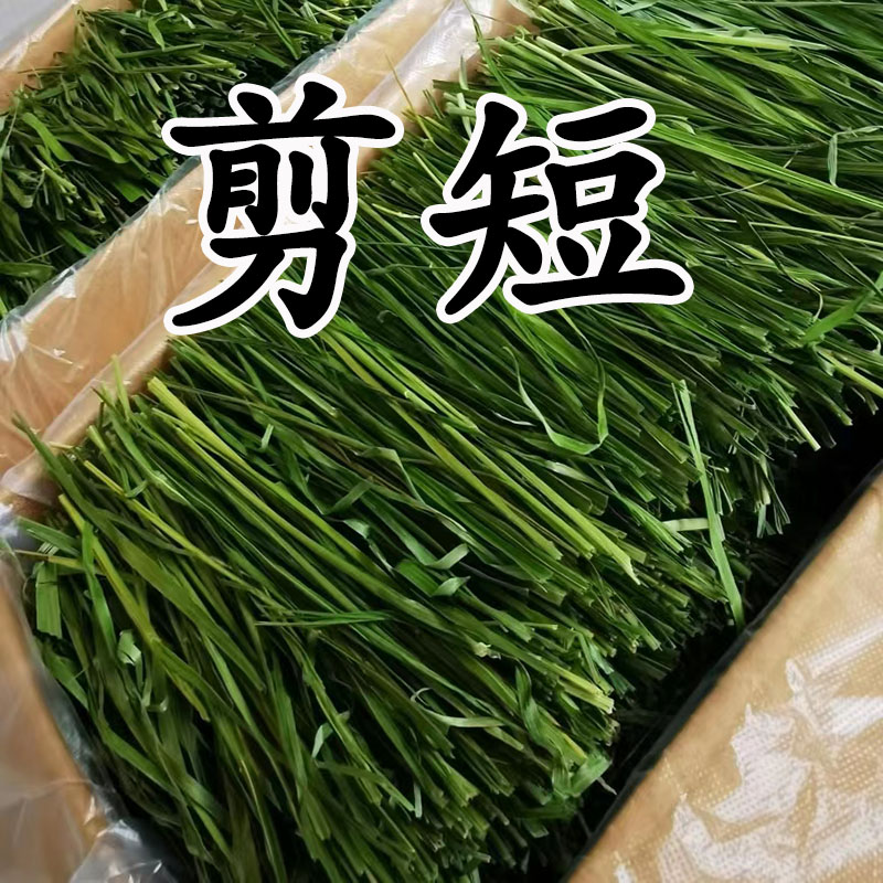 2023年新草 烘干提摩草箱装北提兔子龙猫荷兰猪粮食饲料毛重1000g - 图0