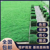 Green Turf Real Lawn With Clay Patio Courtyard Villa Four Seasons Green Bermuda Clippings Manila Cut-free Easy to live