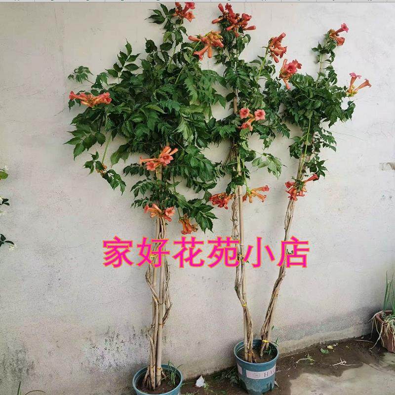 麻花凌霄花爬藤植物凌霄花苗庭院阳台盆栽花卉耐寒花期长好养易活,淘宝优惠券,粉丝福利购,淘宝优惠卷
