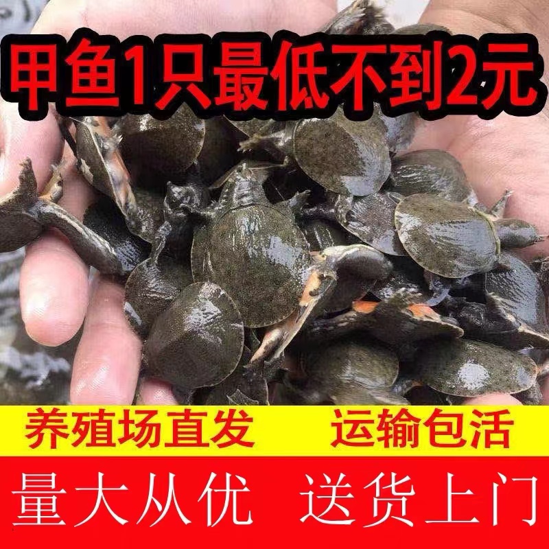 外塘生态中华甲鱼苗鳖苗鲜活团鱼水鱼苗王八苗龙鱼活饵100只包邮 - 图3