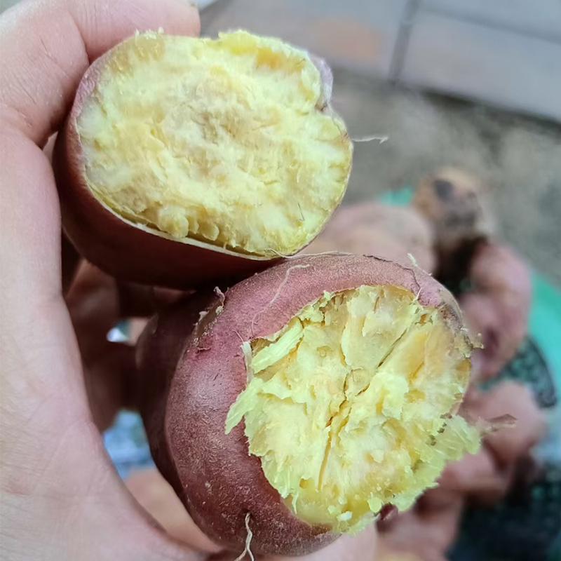 东川特产疙瘩红薯云南高原黄金蜜薯烤地瓜板栗红薯粉糯香甜可蒸5
