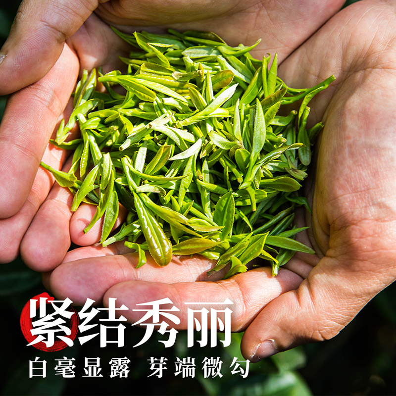 2024年新茶江西遂川狗牯脑茶日照绿茶春茶高山云雾茶叶礼盒 特级