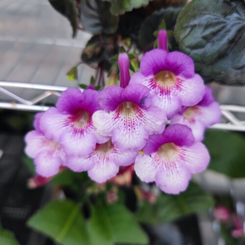 苦苣苔迷岩：魔法喷泉（单瓣重瓣随机开）室内球种多季节开花 - 图0