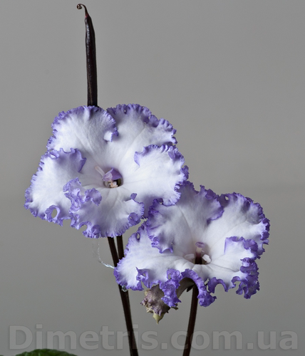 苦苣苔进口堇兰：DS-2004小男孩（偶尔会开成纯白色，慎拍） - 图0