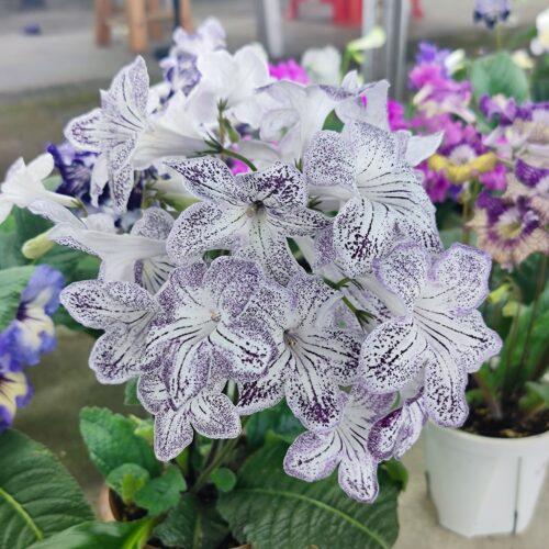 苦苣苔非洲堇堇兰：富兰克林.多蒂，白色斑点丰花性好 - 图2