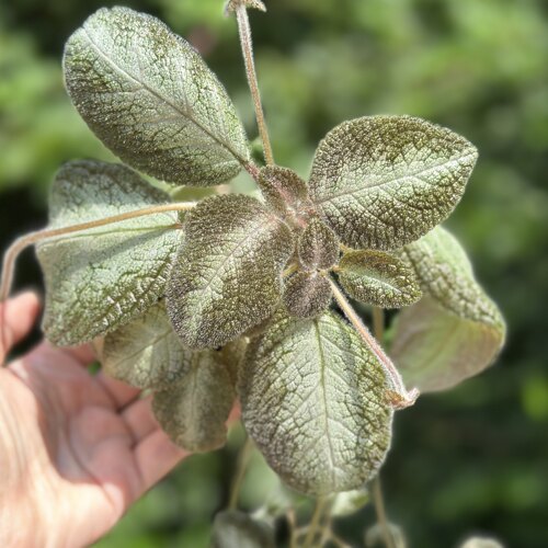 苦苣苔喜荫花综合链接：耐荫耐热，叶片金属质感 - 图1