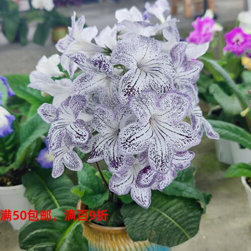 苦苣苔非洲堇堇兰：富兰克林.多蒂，白色斑点丰花性好 - 图1
