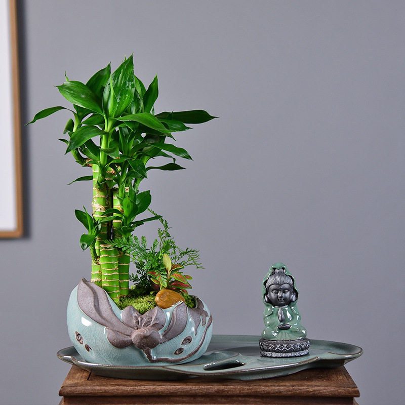 节节高富贵竹植物客厅转运绿植盆栽办公室内桌面好养盆景四季常青