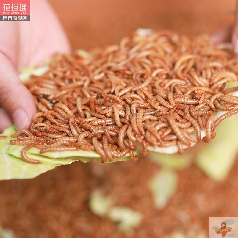 喂幼鸟吃的虫子小鸡鹦鹉百灵画眉八哥鱼饵食物燕子粮饲料面包虫活