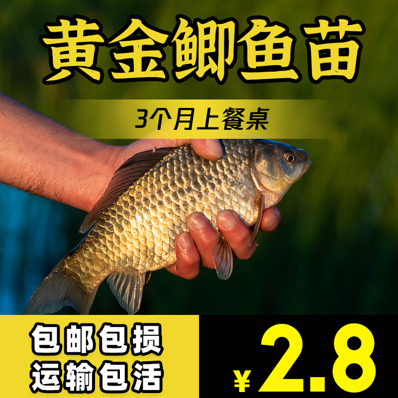 大品种黄金鲫鱼苗中科五号工程鲫湘云鲫高背淡水养殖活体大鲫鱼苗