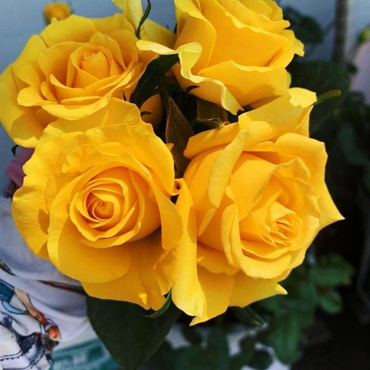 苏格兰黄油玫瑰花盆栽切花月季花苗阳台庭院金黄色大花玫瑰四季开,淘宝优惠券,粉丝福利购,淘宝优惠卷