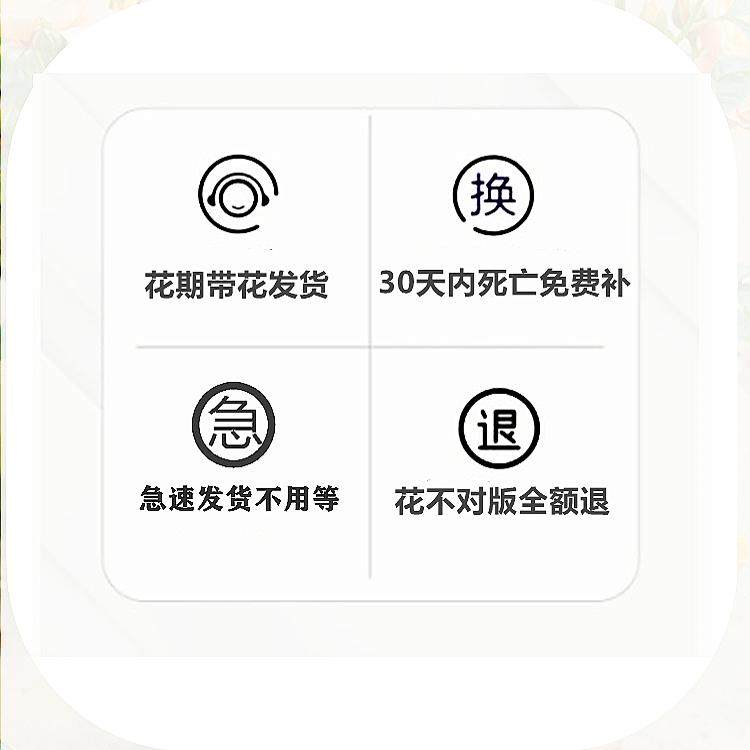 苏格兰黄油玫瑰花盆栽切花月季花苗阳台庭院金黄色大花玫瑰四季开,淘宝优惠券,粉丝福利购,淘宝优惠卷