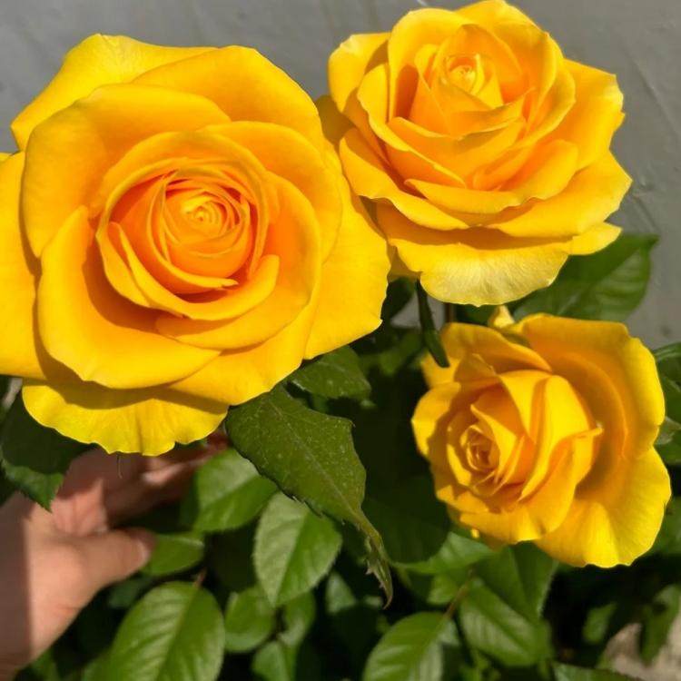 苏格兰黄油玫瑰花盆栽切花月季花苗阳台庭院金黄色大花玫瑰四季开,淘宝优惠券,粉丝福利购,淘宝优惠卷