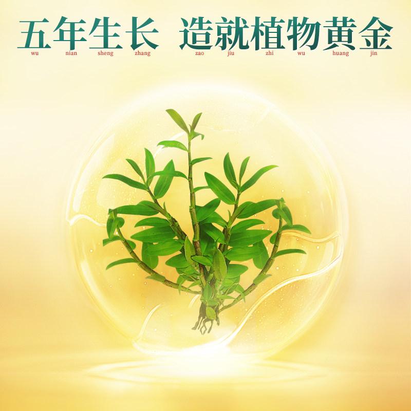 南京同仁堂正宗霍山铁皮官方粉干货 粤康莱大药房石斛/枫斗