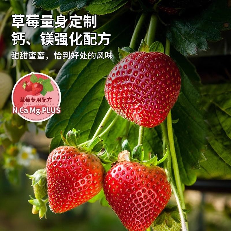 草莓专用肥家用盆栽颗粒缓释肥促果增大增产有机营养水溶复合肥料,淘宝优惠券,粉丝福利购,淘宝优惠卷