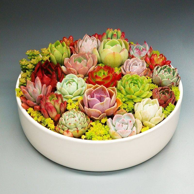 多肉植物组合盆栽网红爆款新手套餐水培大颗好养室内精品肉肉带盆,淘宝优惠券,粉丝福利购,淘宝优惠卷