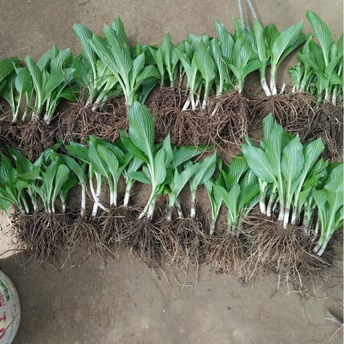 玉簪花大苗户外阳台室外绿植观叶观花宿根植物耐寒耐旱庭院绿化花 - 图3