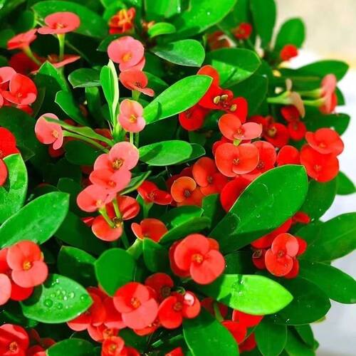 刺梅铁海棠盆栽绿植植物养易活花卉四季开花客厅室内好养阳台喜阳 - 图3