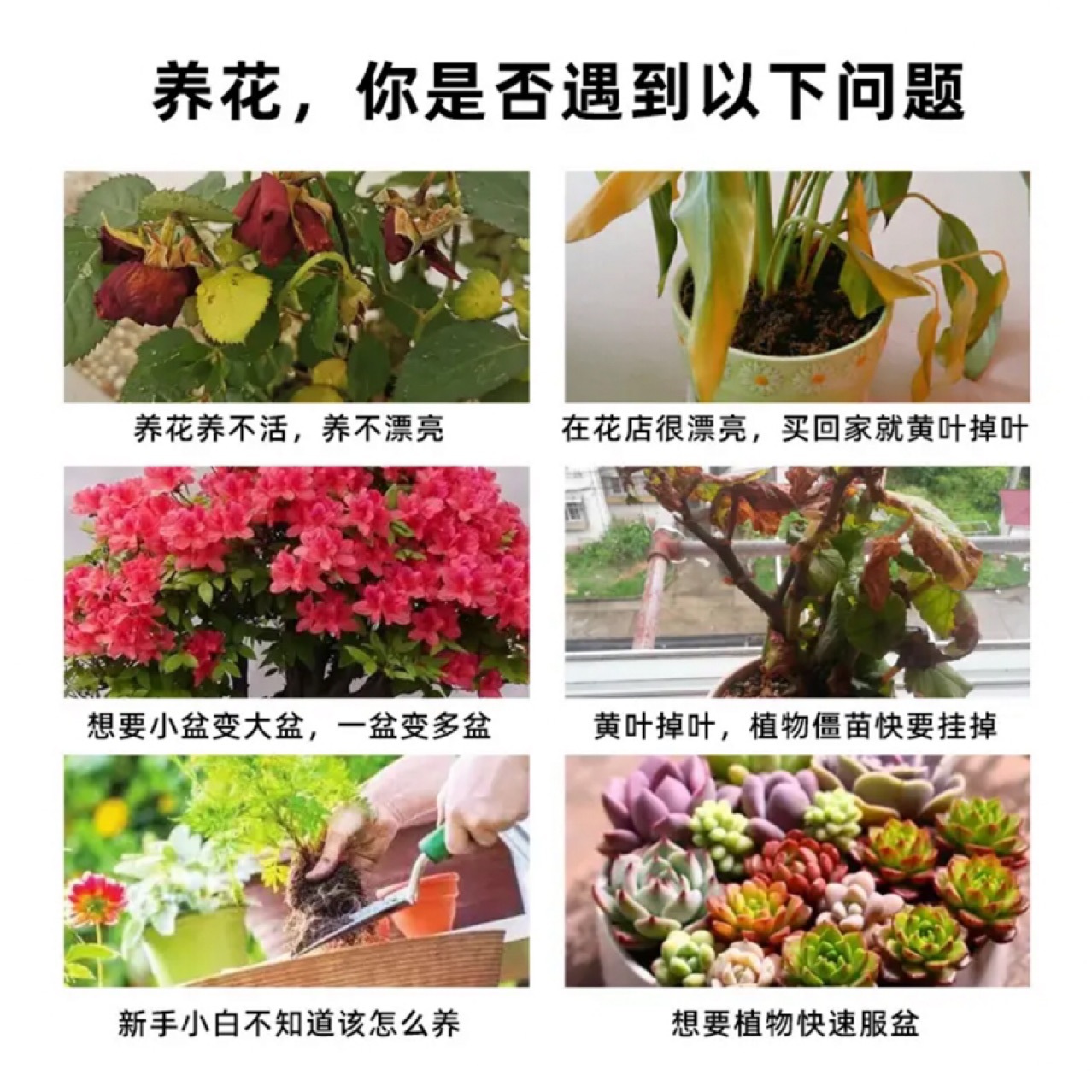 植物活力素浓缩营养液发财树生长花卉绿植盆栽通用多肉肥料促生根