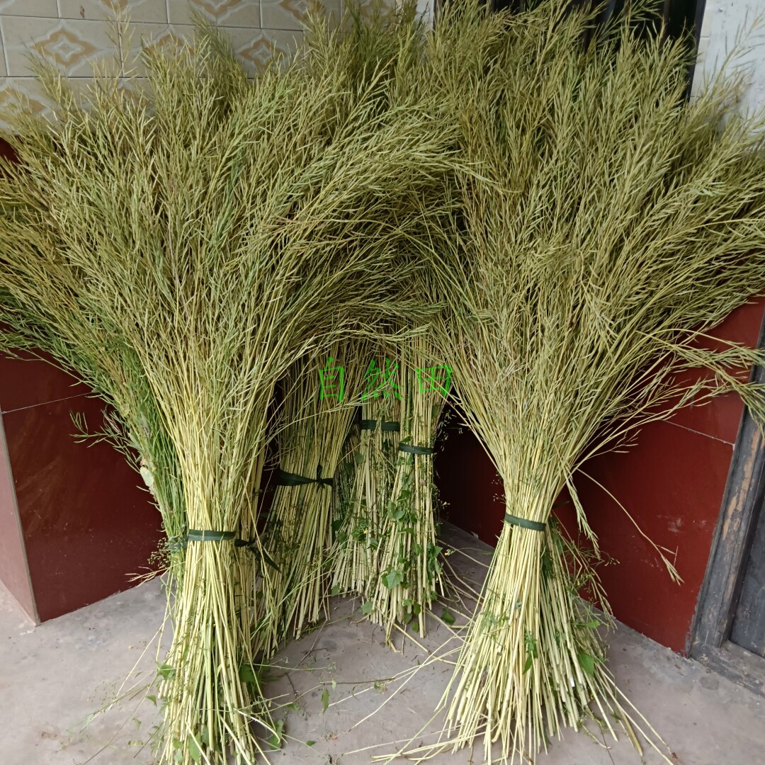 四川老品种黄油菜籽农家种植自留老品种喂鸟食鸽子粮老式非转