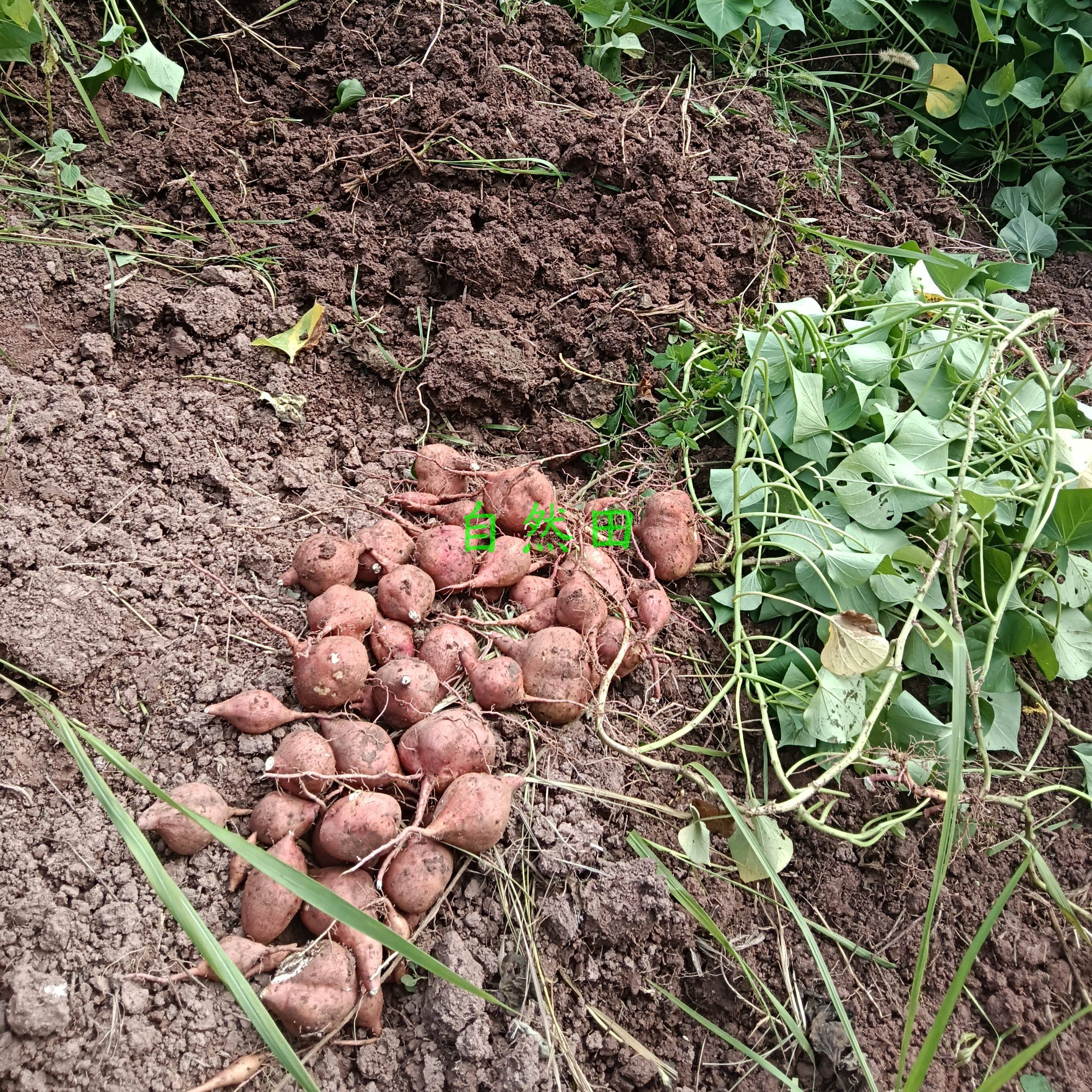 四川本地圆饼饼红苕传统老品种红薯生产队时候的老品种地瓜现挖