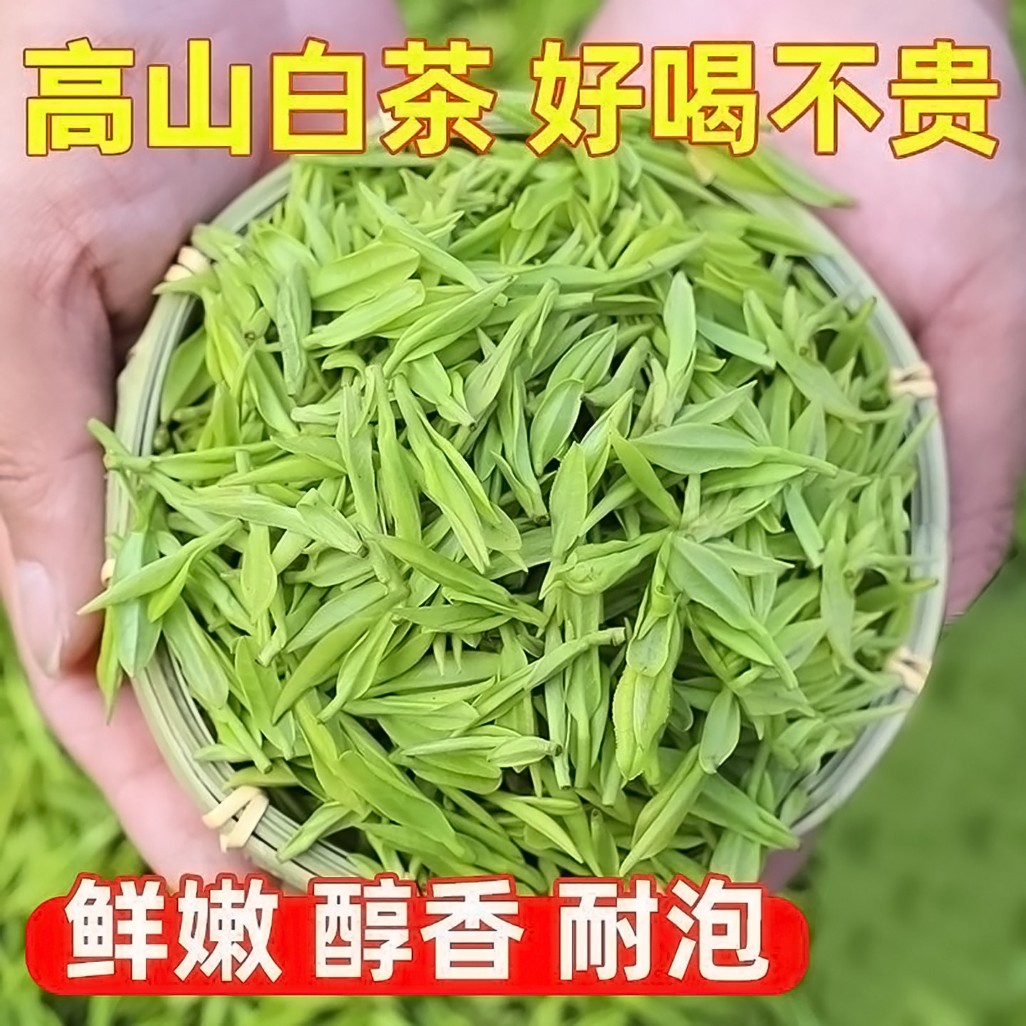茶叶自己喝白茶安吉2025新茶绿茶口粮茶罐装礼盒装正品官方旗舰店,淘宝优惠券,粉丝福利购,淘宝优惠卷
