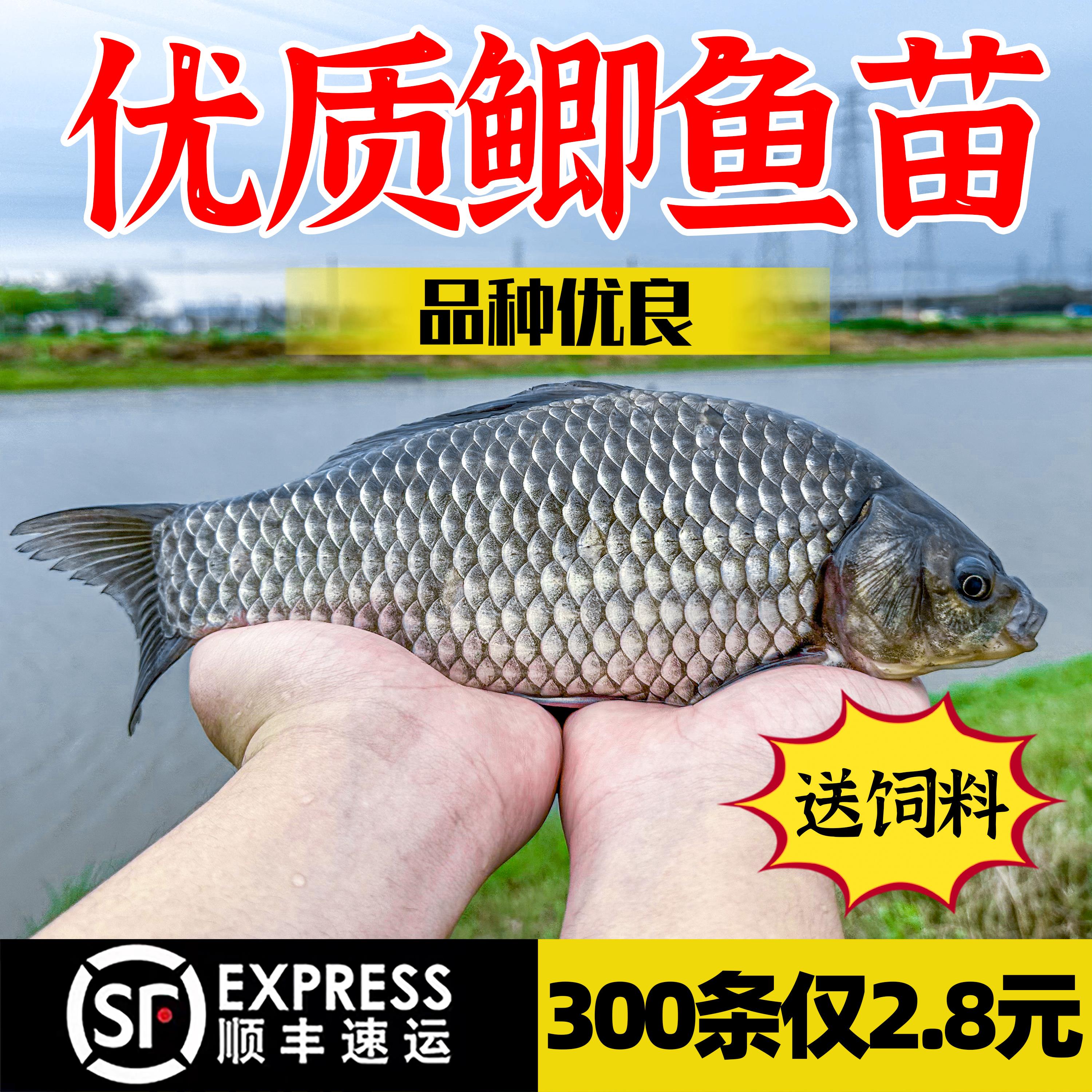 中科五号鲫鱼苗黄金鲫鱼工程湘云鲫土鲫淡水培殖食用活体大草鱼苗 - 图1