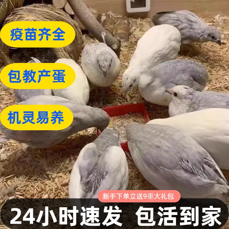 网红宠物鸡活物观赏鸡活体全色系家养宠物40-60天青年鸡顺丰发货 - 图0