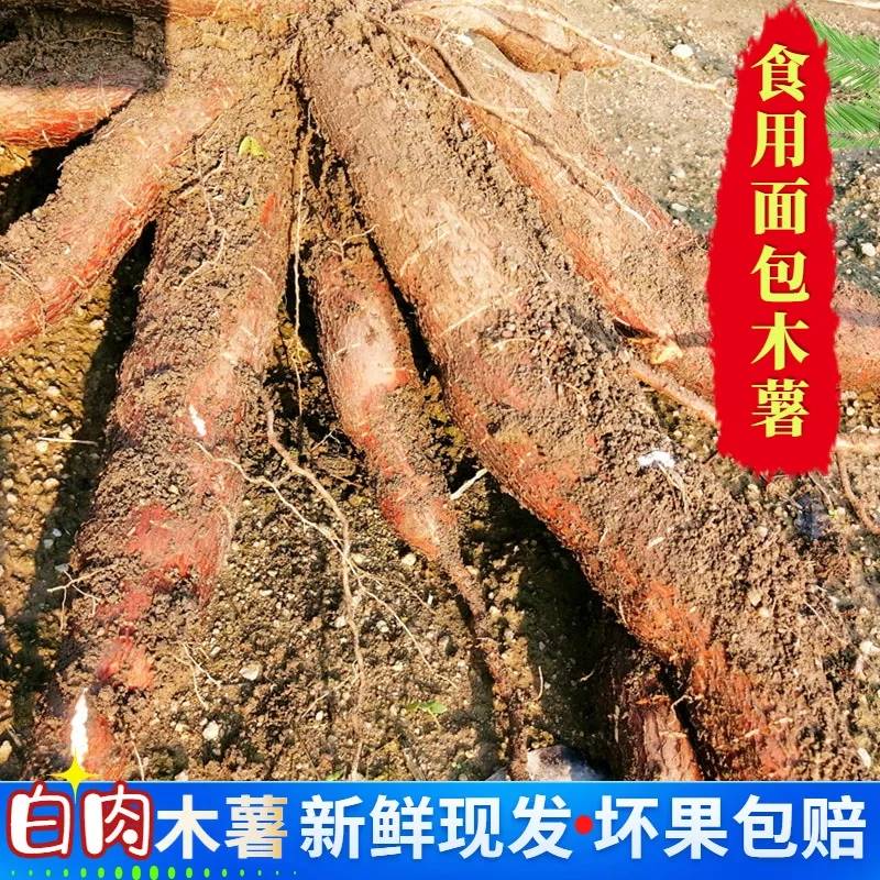 广西特产新鲜黄心木薯粉糯甜板栗蜜薯5斤现挖黄肉面包黄金木薯10-图3