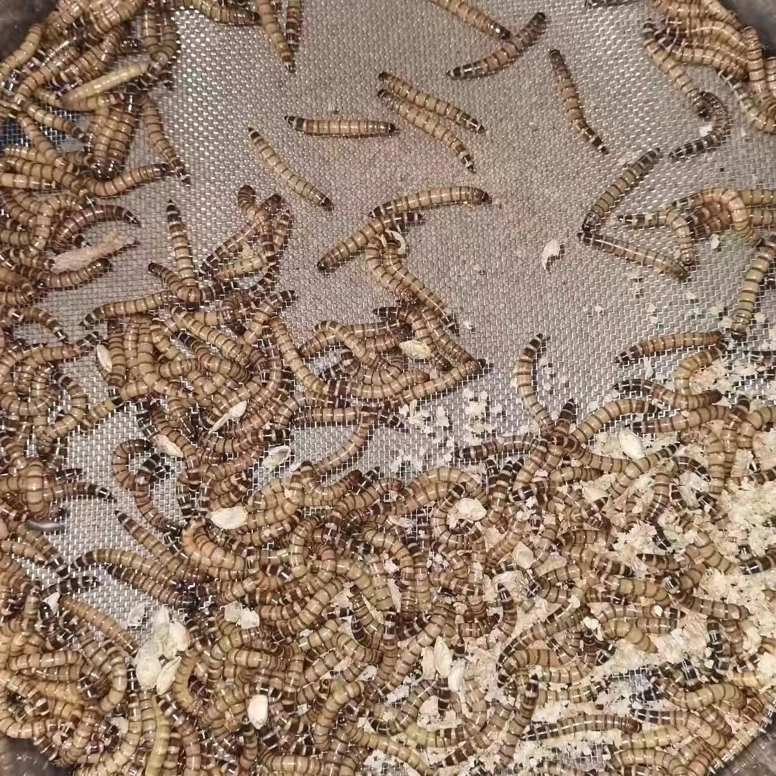 大麦虫顺风活面包虫鸟食鼠乌龟粮八哥仓鼠金龙鱼蜥蜴画眉宠物广东,淘宝优惠券,粉丝福利购,淘宝优惠卷