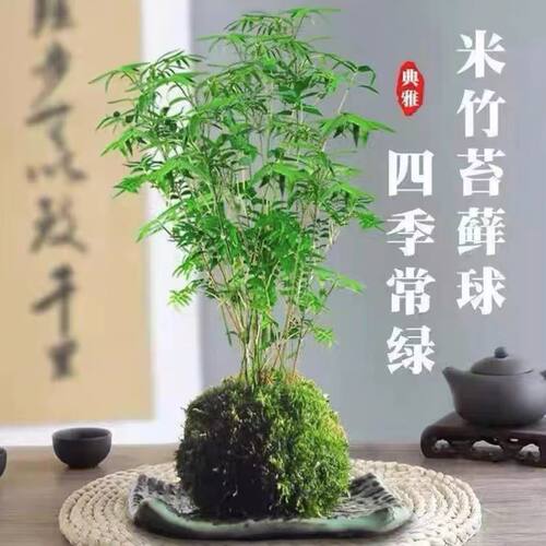 苔藓球翡翠观音竹客厅立式鱼缸圆柱形盆栽绿植物水培米竹可养鱼 - 图1