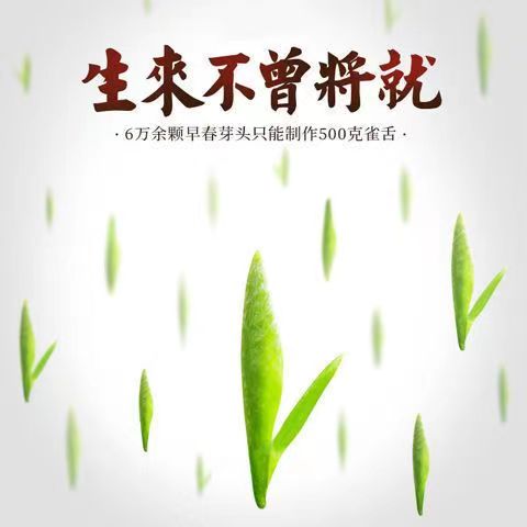 喝罢茶业2022年雀舌绿茶明前一级竹叶嫩芽毛尖炒青山茶250g礼盒装 - 图0