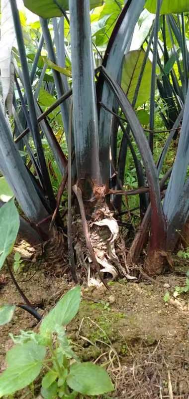 药用食用巨型深紫芋黑叶芋盆景阳台沼泽过滤紫叶庭院观赏植物芋头 - 图2