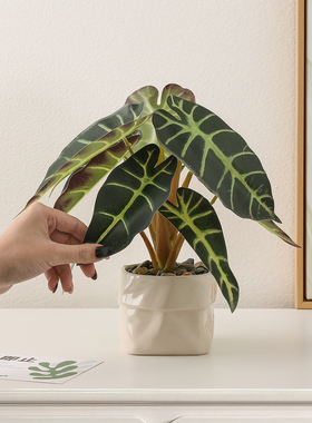 北欧仿真海芋仿真绿植盆栽摆件