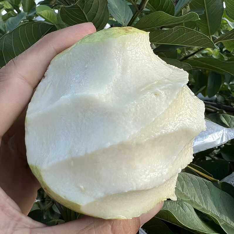 广西白心奶油芭乐番石榴新鲜水果现摘现发软糯款拍3/5/8斤包邮,淘宝优惠券,粉丝福利购,淘宝优惠卷