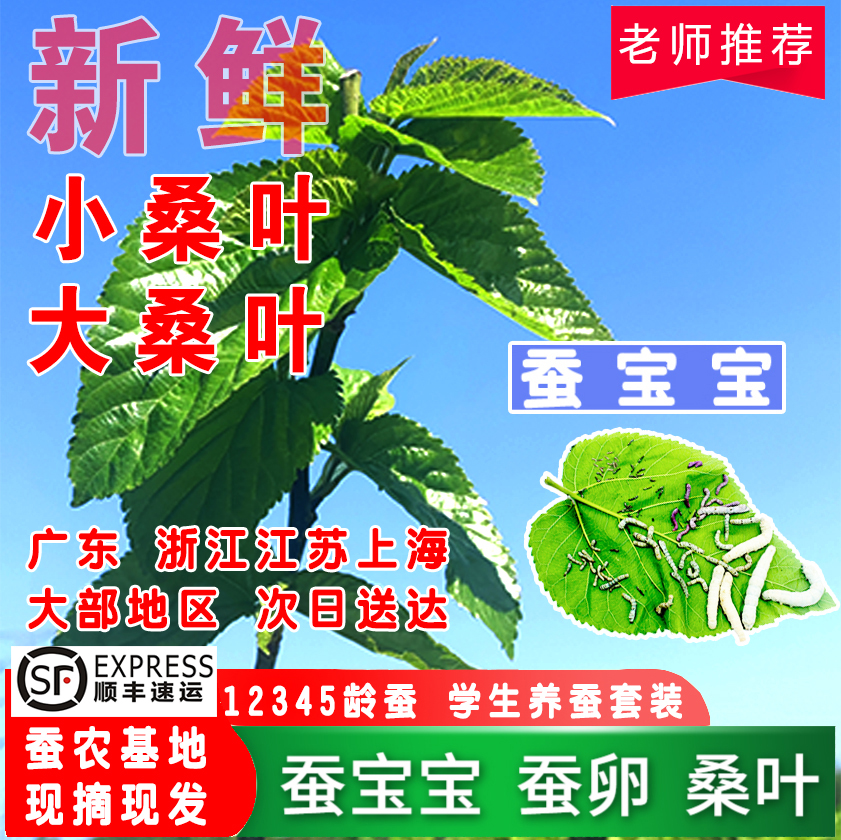 蚕宝宝桑叶喂蚕新鲜桑叶学生养蚕套装鲜嫩小桑叶蚕农基地现摘蚕卵