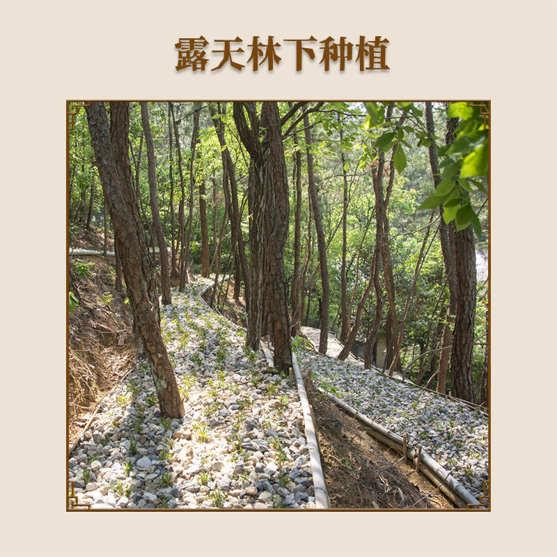  长寿歌石斛/枫斗