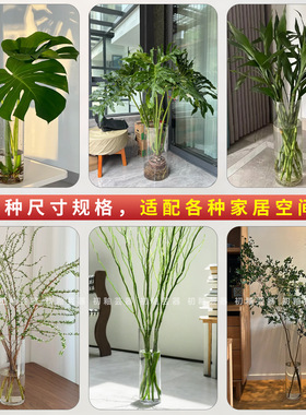 水培文昌竹专用花瓶养龙竹插竹子富贵竹花盆透明塑料的不是玻璃