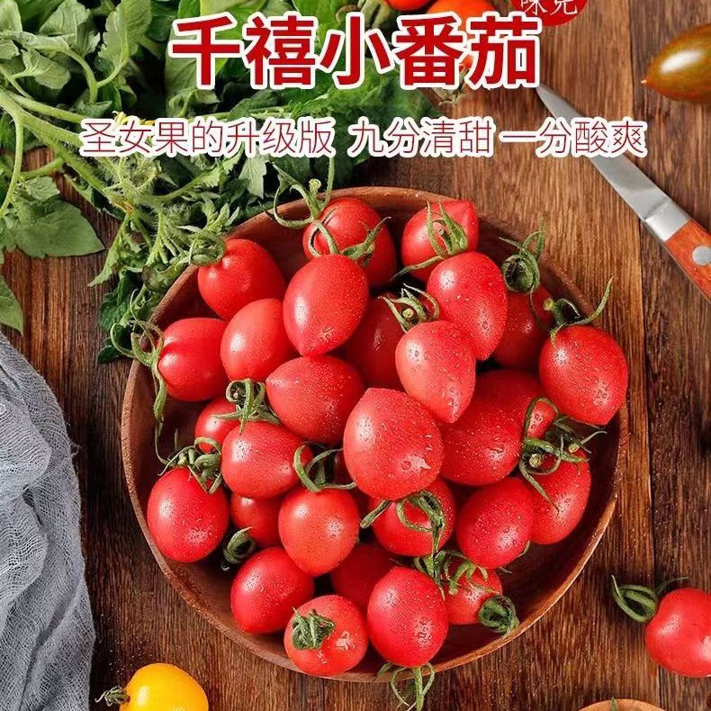 圣女果新鲜小番茄5斤水果当季蔬菜生吃自然熟3孕妇西红柿千禧山东-图1